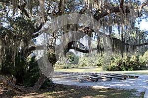 Benches under a big southern oak