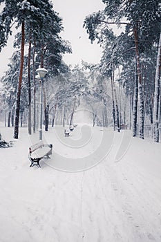 Benches in winter snowy park