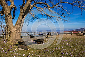 Benchs under big tree and crocus flowers on Petrano mountain, Marche, Italy