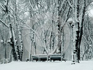 Benchs in winter park