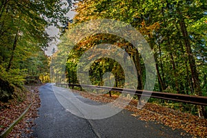 Bend in mountain road in the forest