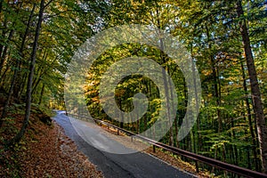 Bend in mountain road in the forest