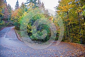 Bend in mountain road in the forest