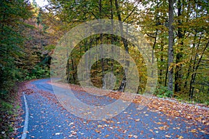 Bend in mountain road in the forest