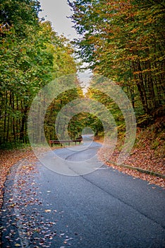 Bend in mountain road in the forest