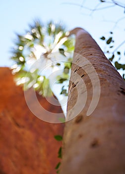 Bend palm trees in the Mini Palms Gorge section of the Purnululu National Park in Western Australia.