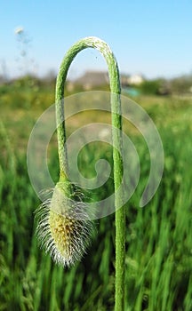 Bend poppy