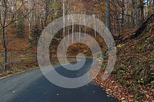 Bend in the road through the autumn forest