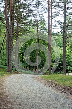 A bend in the road that goes through a pine forest