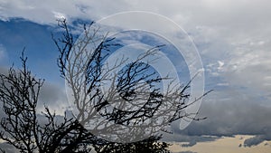 Bend tree in shadows