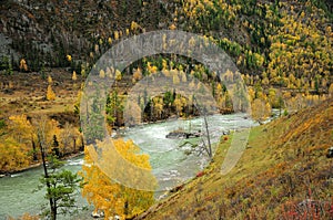 A bend of a turbulent mountain river of turquoise color, flowing through an autumn valley at the foot of high mountains