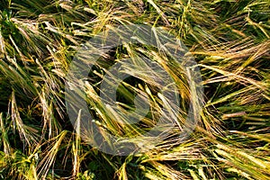 Bend wheat ears close-up view