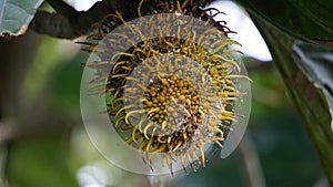 Benda (Bendo, terap, tekalong, Artocarpus elasticus). photo
