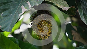 Benda (Bendo, terap, tekalong, Artocarpus elasticus). photo