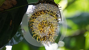 Benda (Bendo, terap, tekalong, Artocarpus elasticus). photo