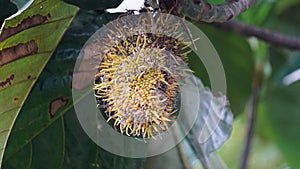 Benda (Bendo, terap, tekalong, Artocarpus elasticus). photo