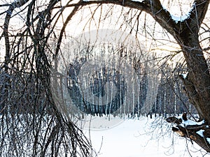 Bended bare willow tree on bank of rozen river