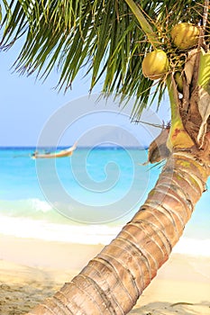 A bended coconut palm tree on a tropical beach on Phi phi island, Thailand