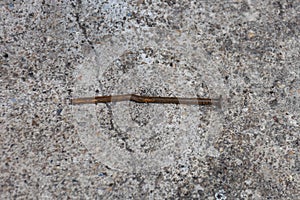 The bended rusty nail