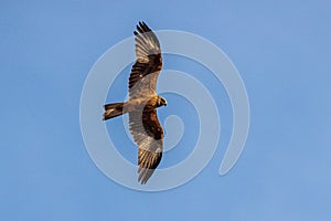 Bender Black Kite Milvus Migrans Milhafre-Preto