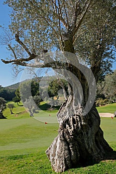 Bendinat golf course