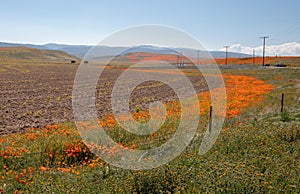 Bending arc of California Golden Poppies in Poppy Preserve in the high desert of southern California