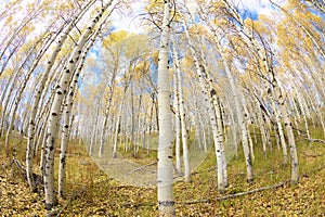 Bending Aspen tree forest in the Fall