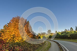 Bending asphalted road between green bushes and red tree, blue s