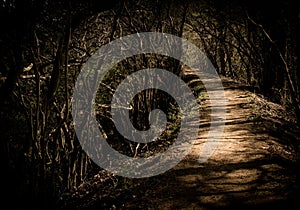 A Bending Forest Path