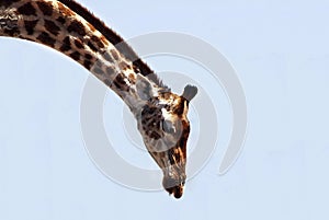 Bending giraffe