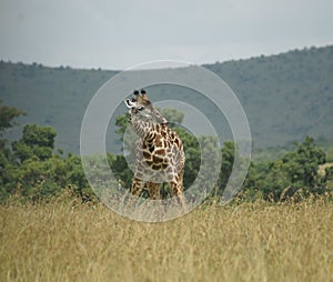 Bending giraffe