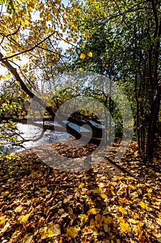 Bending over to the river in respect - Beautiful fall in Central Canada