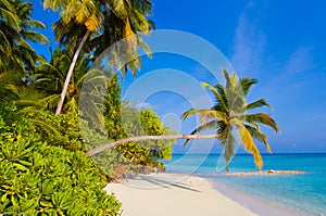 Bending palm tree on tropical beach