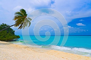 Bending palm tree on tropical beach photo