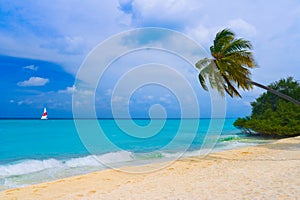 Bending palm tree on tropical beach photo