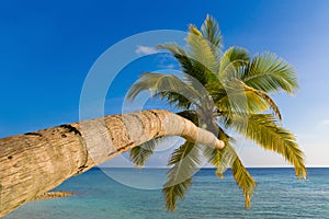 Bending palm tree on tropical beach