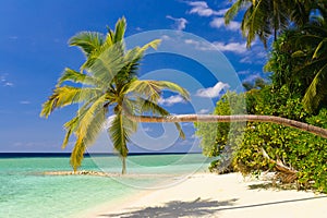 Bending palm tree on tropical beach photo