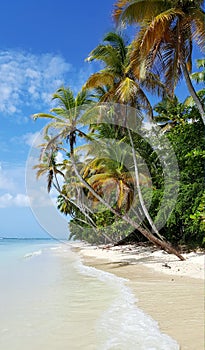 Bending Palm Trees along the Coastline