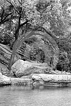 Bending Tree Bough and Boulder Along Bull Creek