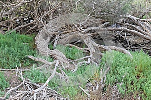 Bending twisting tree trunk, branch and other salt tolerate plan photo