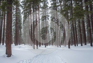 Beneath the blanket of snow, a pristine pine forest exudes a sense of timeless elegance, its silent majesty and