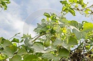 Christophine Fruits And Blossom On Vine photo