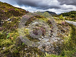 Walking Path through Heathered Hillsides in Scottish Highlands photo