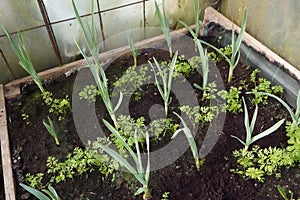 beneficial crop association for the vegetable garden, carrot and garlic companion crop
