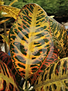 Benefit of codiaeum variegatum, known as Puring in Indonesia