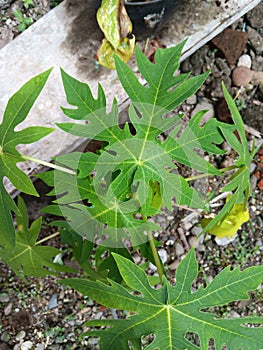 benefit of papaya leaves