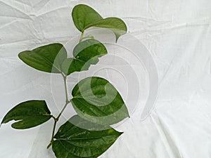 The benefits of betel leaf as a natural anti-biotic, especially for the health of the female area photo