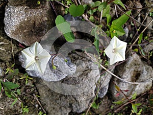 the benefits of ipomoea obscura or morning glory