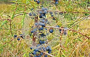 Benefits of Juniper Berries