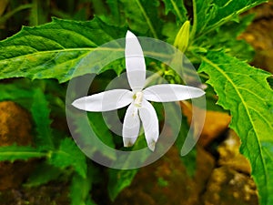 The benefits of this kitolod flower can be used to help treat various eye disorders such as being used as eye drops.